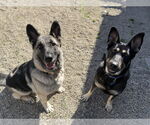Small #18 German Shepherd Dog Mix