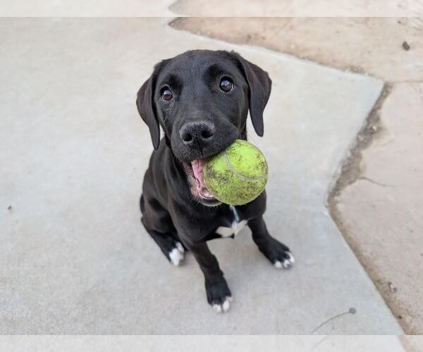 Medium Photo #2 Labrador Retriever-Unknown Mix Puppy For Sale in Clovis, CA, USA