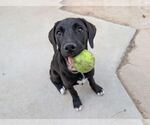 Small #1 Labrador Retriever Mix