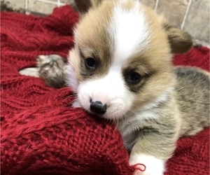 Pembroke Welsh Corgi Puppy for sale in ARTHUR, IL, USA