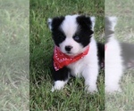 Small #4 Border-Aussie