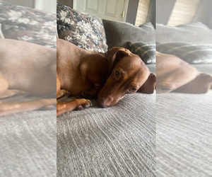 Father of the Dachshund puppies born on 06/27/2026