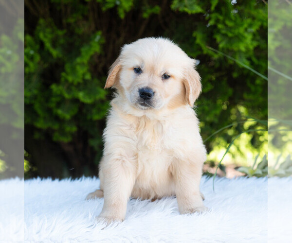 Medium Photo #4 Golden Retriever Puppy For Sale in NEWPORT, PA, USA
