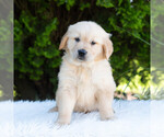 Small #3 Golden Retriever