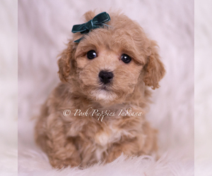 Medium Maltipoo (Miniature)