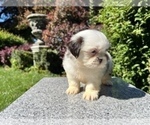 Small #8 Shih Tzu