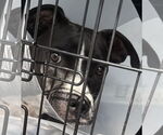 Small #2 American Pit Bull Terrier-Labrador Retriever Mix