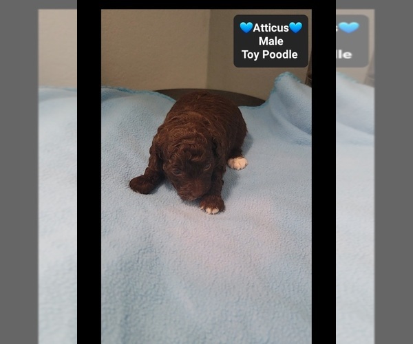 Medium Photo #2 Poodle (Toy) Puppy For Sale in TUCSON, AZ, USA