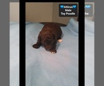 Atticus - Male Poodle (Toy) Puppy for Sale - Photo #2