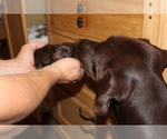 Small Photo #7 Labrador Retriever Puppy For Sale in LOVELADY, TX, USA