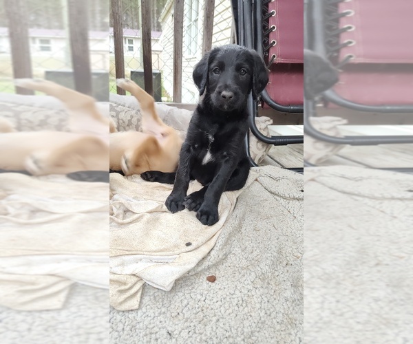 Medium Photo #2 Labradoodle Puppy For Sale in STALEY, NC, USA