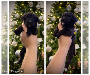 ShihPoo-Shorkie Tzu Mix Puppy for sale in WILMINGTON, NC, USA
