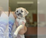 Small Pug-Shih Tzu Mix