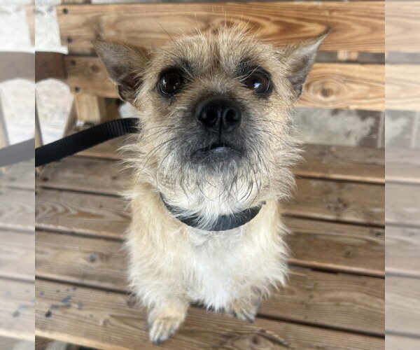Medium Photo #1 Mutt Puppy For Sale in Chico, CA, USA