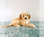 Image preview for Ad Listing. Nickname: Pudding