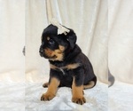Small #3 Rottweiler