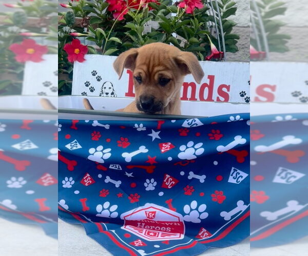 Medium Photo #3 Chihuahua-Unknown Mix Puppy For Sale in Rocky Mount, NC, USA