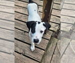 Small Mutt