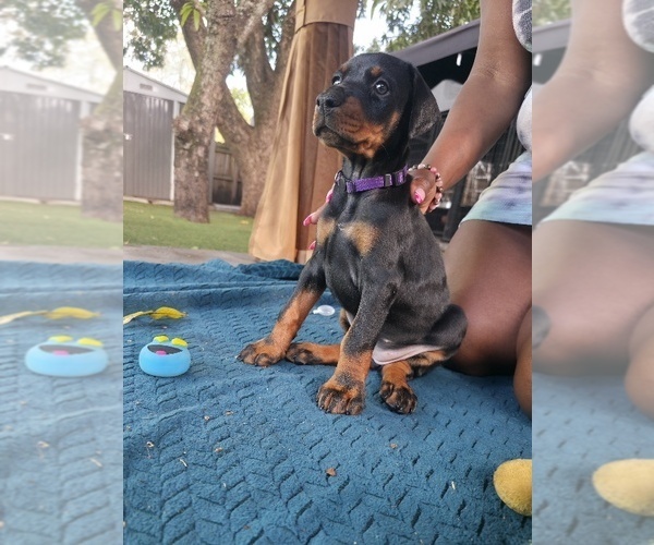 Medium Photo #1 Doberman Pinscher Puppy For Sale in MIAMI, FL, USA