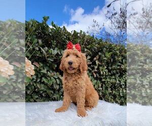 Goldendoodle Puppy for sale in KISSIMMEE, FL, USA