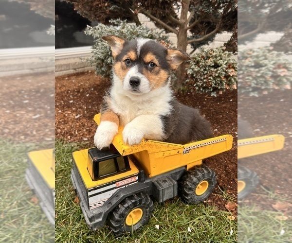 Medium Photo #1 Pembroke Welsh Corgi Puppy For Sale in MIDDLEBURY, IN, USA