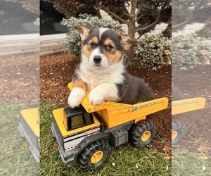 Pembroke Welsh Corgi Puppy for sale in MIDDLEBURY, IN, USA