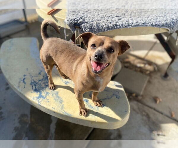 Medium Photo #5 Chihuahua-Unknown Mix Puppy For Sale in La Verne, CA, USA