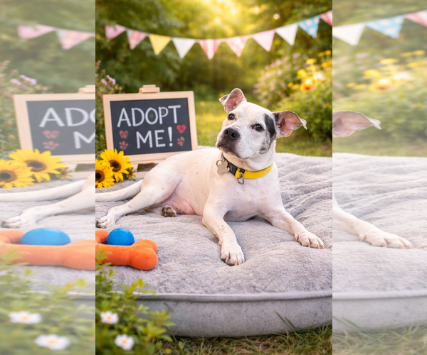 Medium Photo #2 American Staffordshire Terrier-Unknown Mix Puppy For Sale in Holly Springs, NC, USA