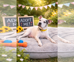 Small #1 American Staffordshire Terrier Mix