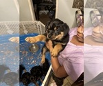 Small Photo #11 Rottweiler Puppy For Sale in HENRICO, VA, USA