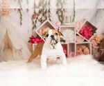 Small Photo #4 English Bulldog Puppy For Sale in WARSAW, IN, USA