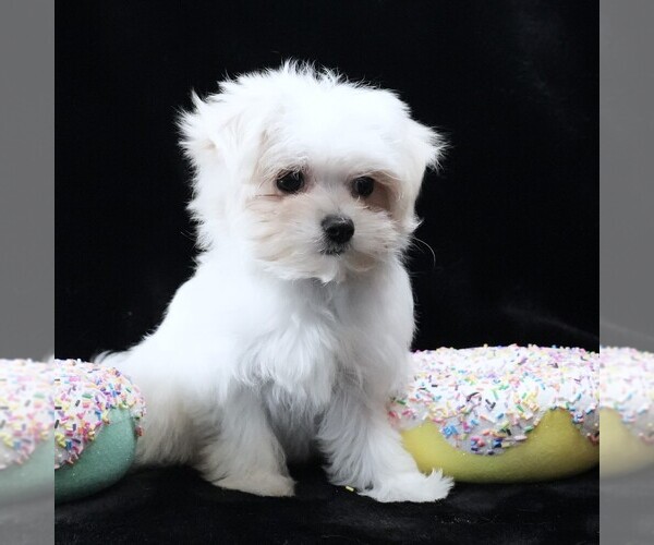 Medium Photo #1 Maltese Puppy For Sale in ROCK VALLEY, IA, USA