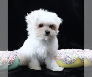 Maltese Puppy for sale in ROCK VALLEY, IA, USA