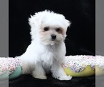 Small Maltese