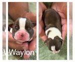 Puppy Puppy 1 Boston Terrier