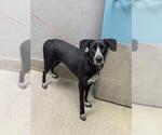 Small German Shorthaired Pointer Mix