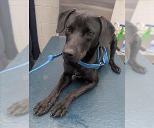 Labrador Retriever-Unknown Mix Dogs for adoption in Mobile, AL, USA