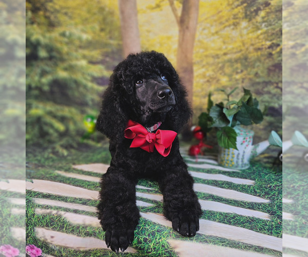 Medium Photo #7 Poodle (Standard) Puppy For Sale in MC BAIN, MI, USA