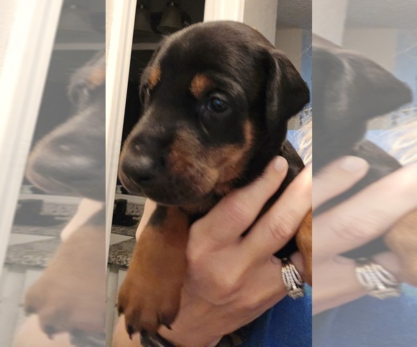 Medium Photo #2 Doberman Pinscher Puppy For Sale in BEGGS, OK, USA
