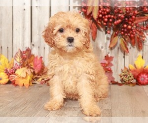 Cavalier King Charles Spaniel-Poodle (Toy) Mix Puppy for sale in MOUNT VERNON, OH, USA