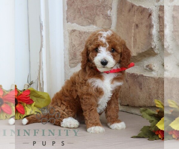 Medium Photo #3 Goldendoodle (Miniature) Puppy For Sale in GORDONVILLE, PA, USA