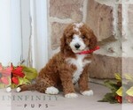 Small #2 Goldendoodle (Miniature)