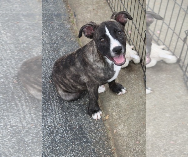 Medium Photo #12 American Staffordshire Terrier-German Shepherd Dog Mix Puppy For Sale in McDonough, GA, USA