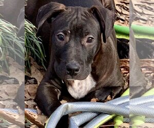 Plott Hound-Unknown Mix Dogs for adoption in Okolona, MS, USA