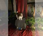Small Photo #11 Poovanese Puppy For Sale in LOUISVILLE, KY, USA