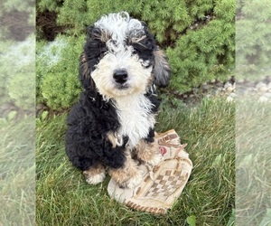 Bernedoodle (Miniature) Puppy for sale in MIDDLEBURY, IN, USA