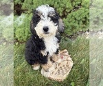 Image preview for Ad Listing. Nickname: Ace