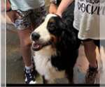 Small Photo #6 Bernese Mountain Dog Puppy For Sale in Pacolet, SC, USA