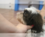 Small #6 Shih Tzu