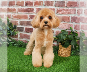 Mother of the Cavapoo (Miniature) puppies born on 03/06/2026